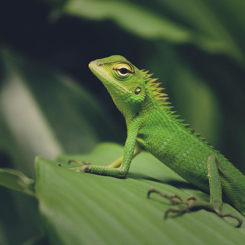 Dragon Sanctuaries