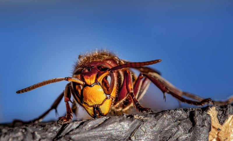 Griffin Pest Control