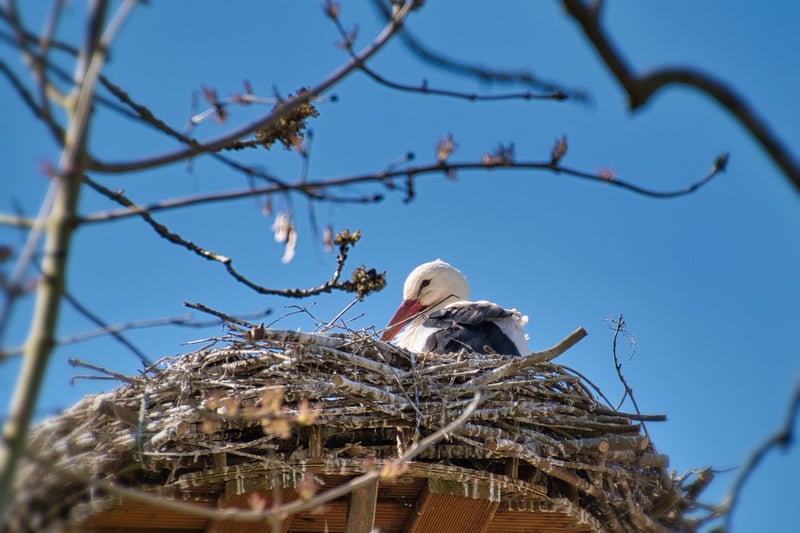 Phoenix Nest Making